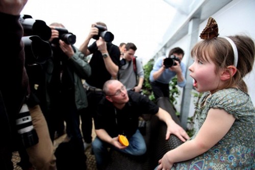 Exhibition of butterflies 013