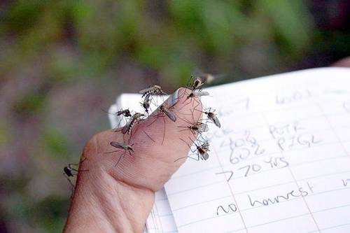 Mosquito on thumb