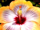 Hibiscus 160 498356