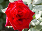 red rose 160 783255