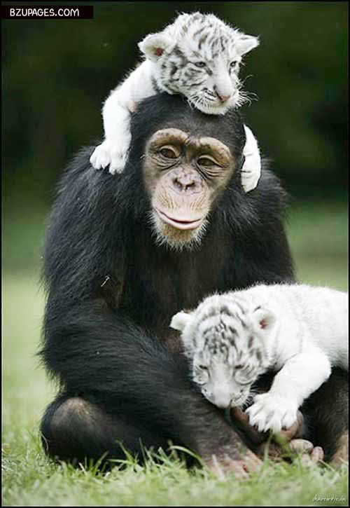 Mokey and Lion friends