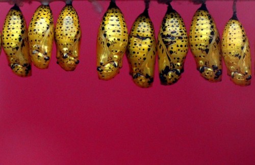 Exhibition of butterflies 011