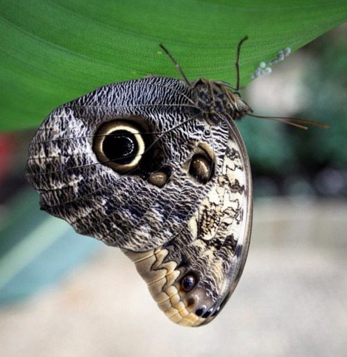 Exhibition of butterflies 012