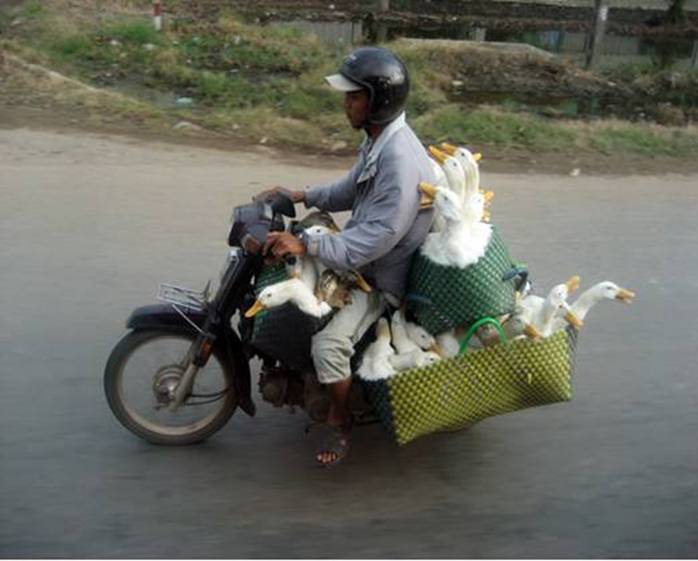 Ducks on bike