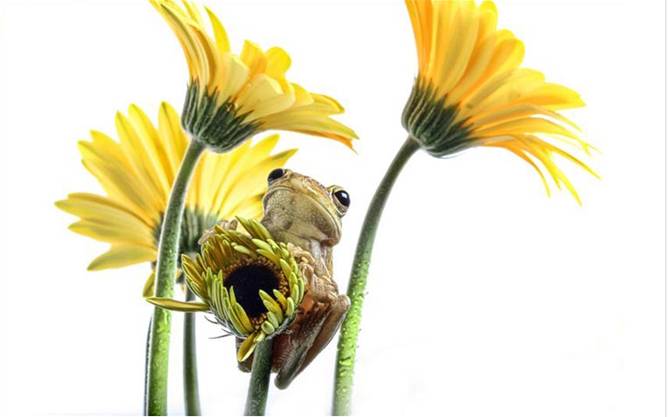 Frog on flower