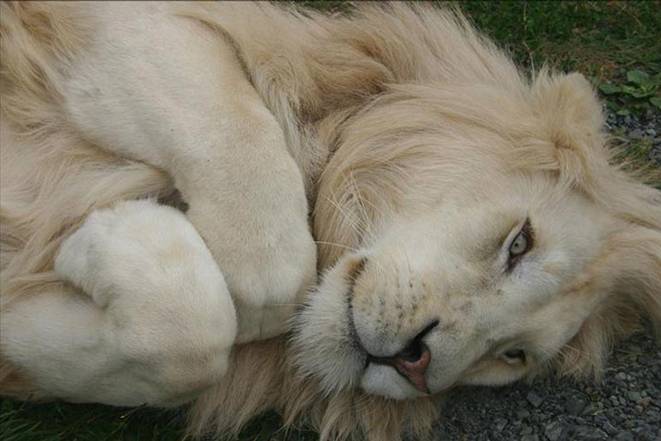 Lion sleeping