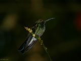 colibri panama 160x120 473168