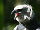 harpy eagle 160x120 174082