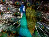 pavo 160x120 825910