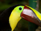 toucan closeup 160 610238