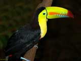 toucan panama 160x120 759779
