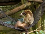 coati siesta 160x120 22176