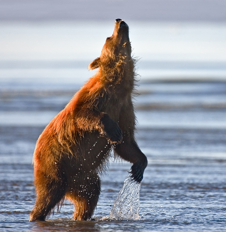 Dancing Bear[1] 728069