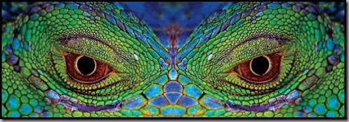 green iguana michale kern thumb