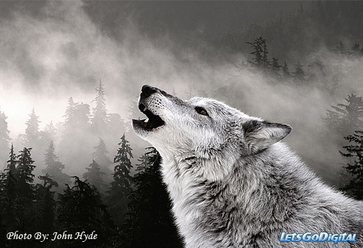 wildlife photography