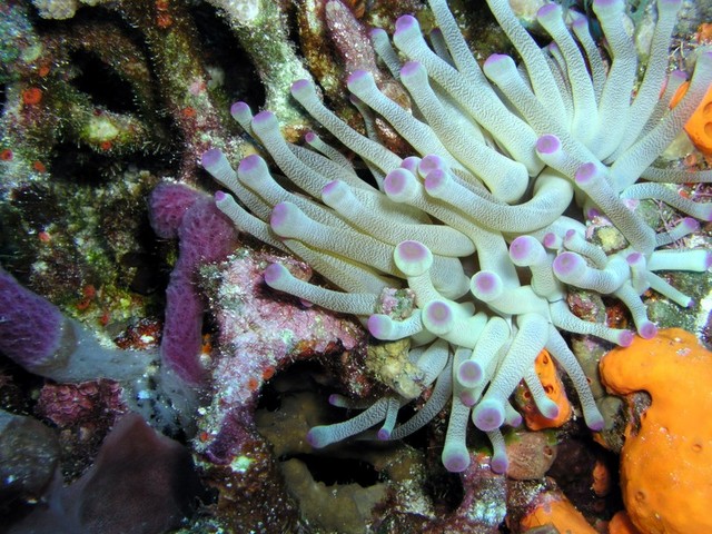 Anemone 3 sized