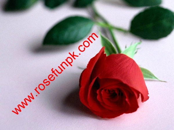 Flowers Delivery London