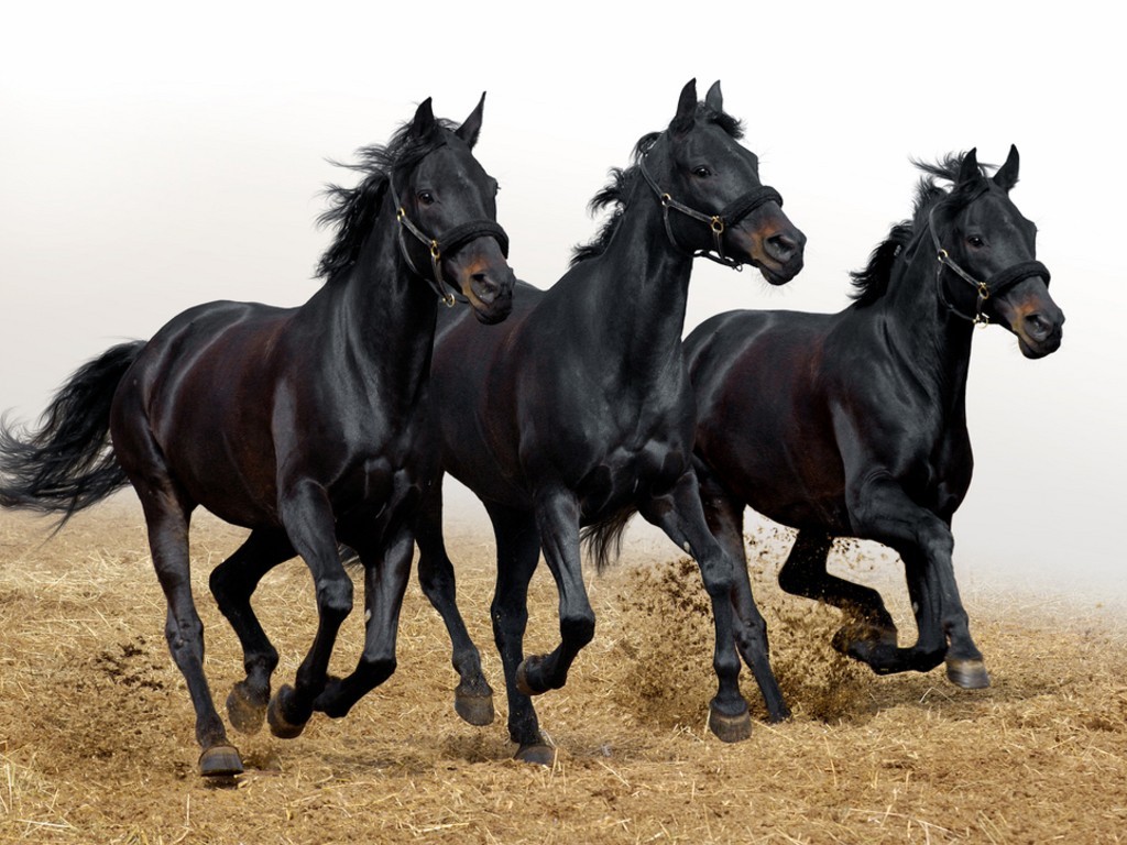 black horses on white background