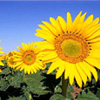 Sun flower