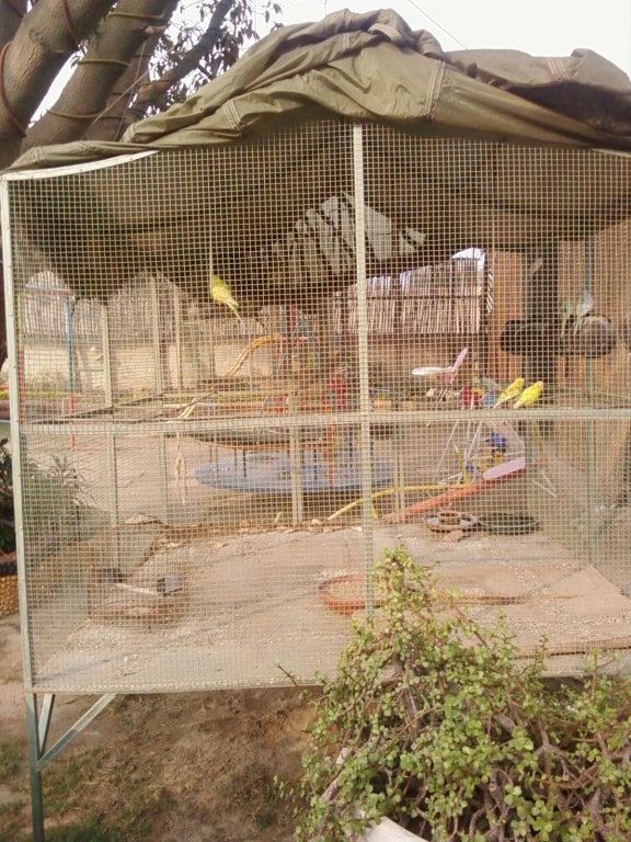 Dera inn Get Outside Parrots in cage