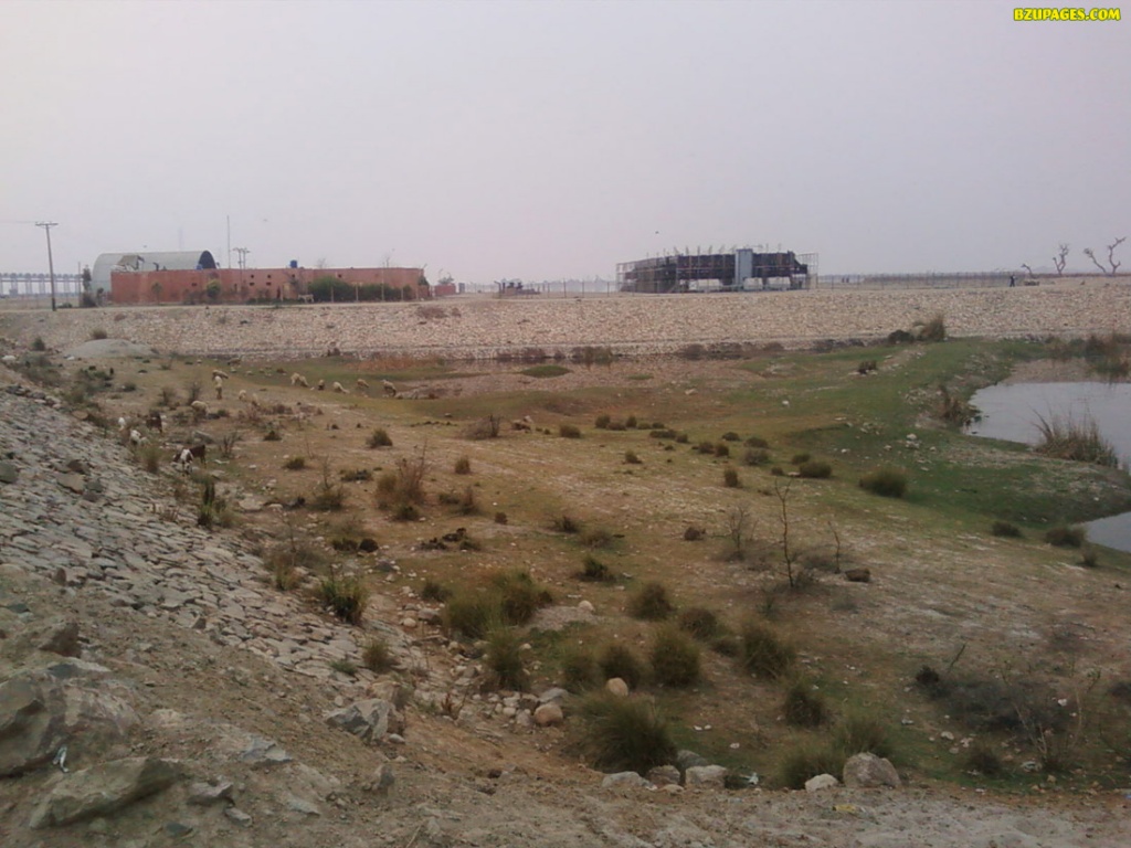 Have you seen these goats.. etc