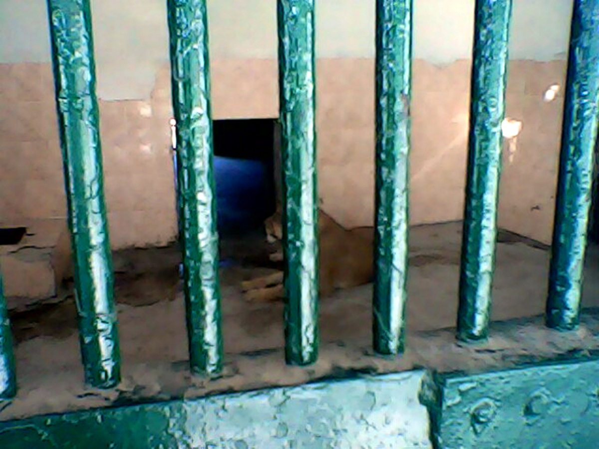 Lion Sleep in BWP ZOO.