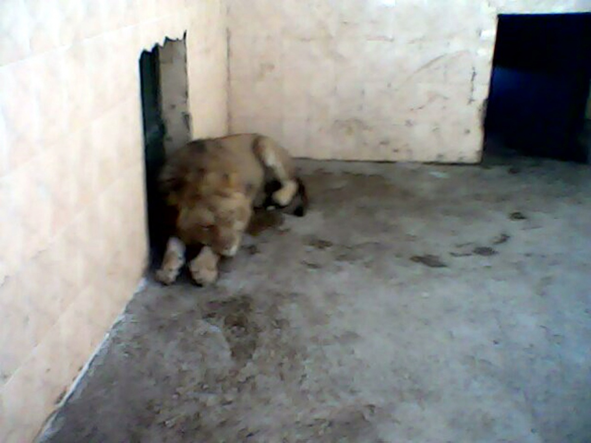 Lion was Sleeping in his Cage