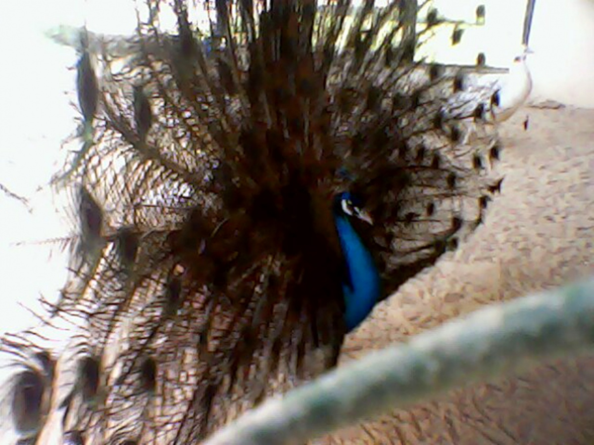 Beautiful Pee Cock in BWP ZOO spread his (Pankh)