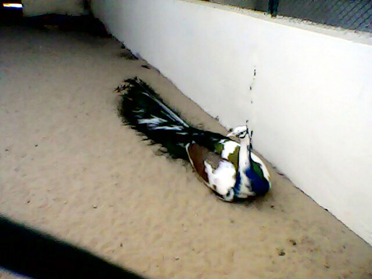 Beautiful Colored Pee Cock in BWP Zoo sit in his cage.