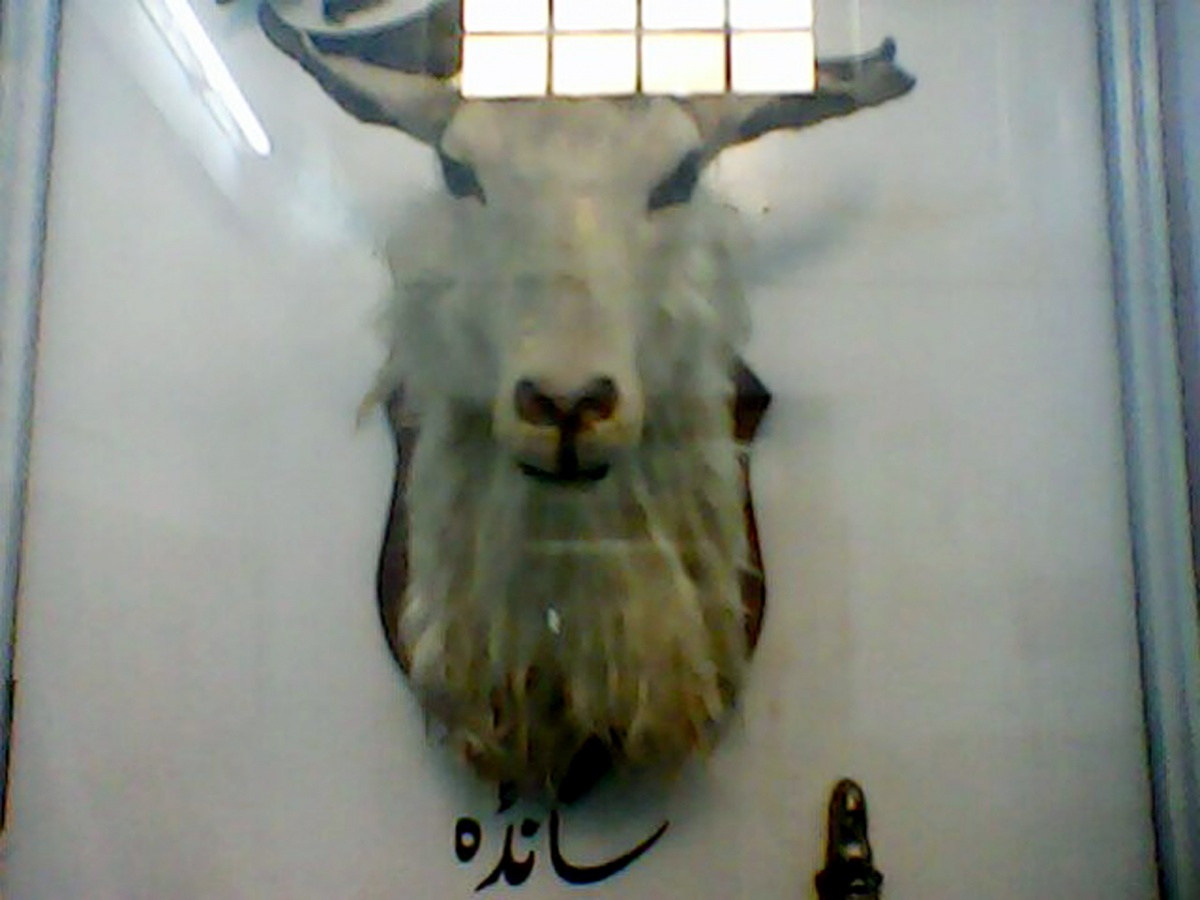 Hanging in Zoo Museum