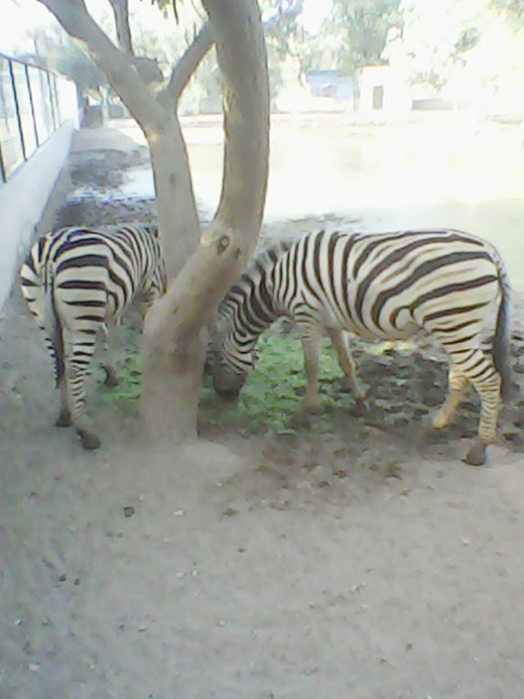 Zabera In ZOO