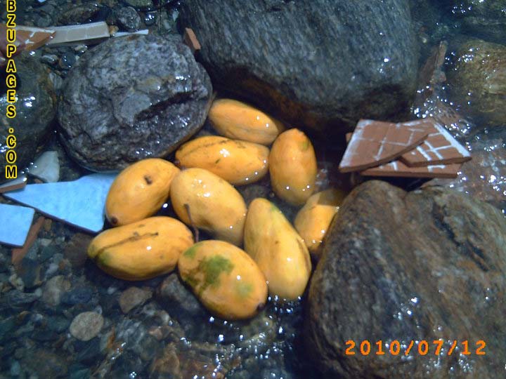 Mango in cold water