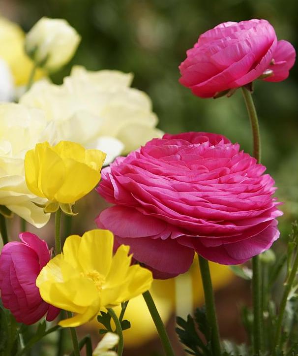 Yellow and Red Flower