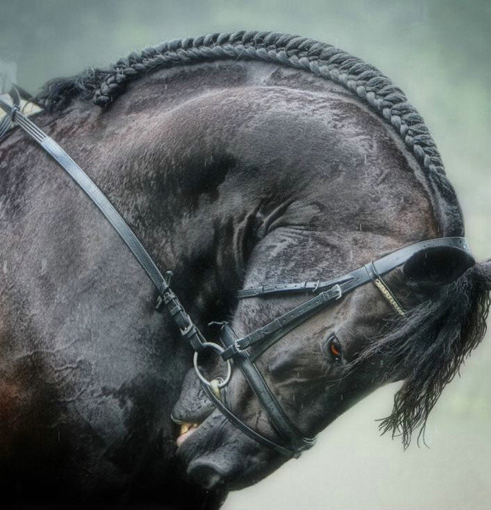 anncient horse in iran