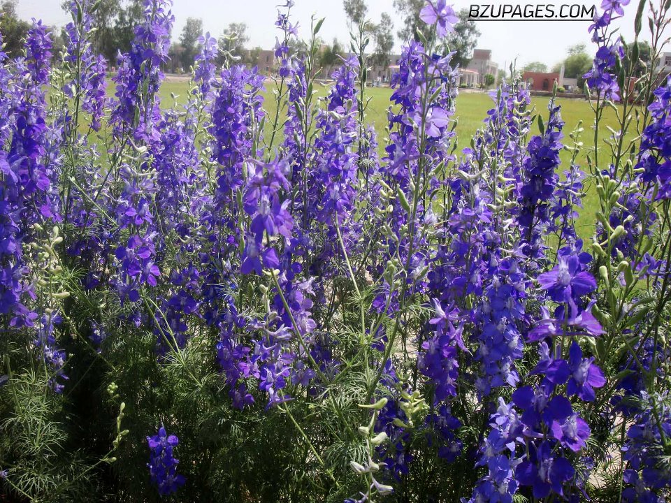 Lavender flowers in the middle of the rough one way track