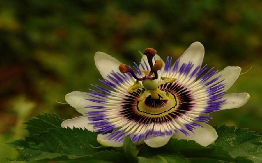 The beautiful nature (20)