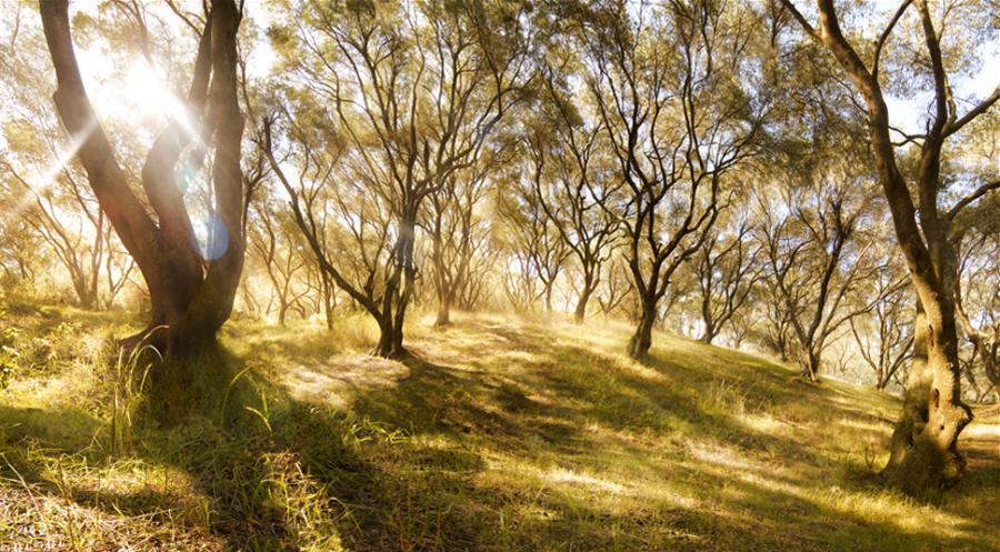 The beautiful nature (28)