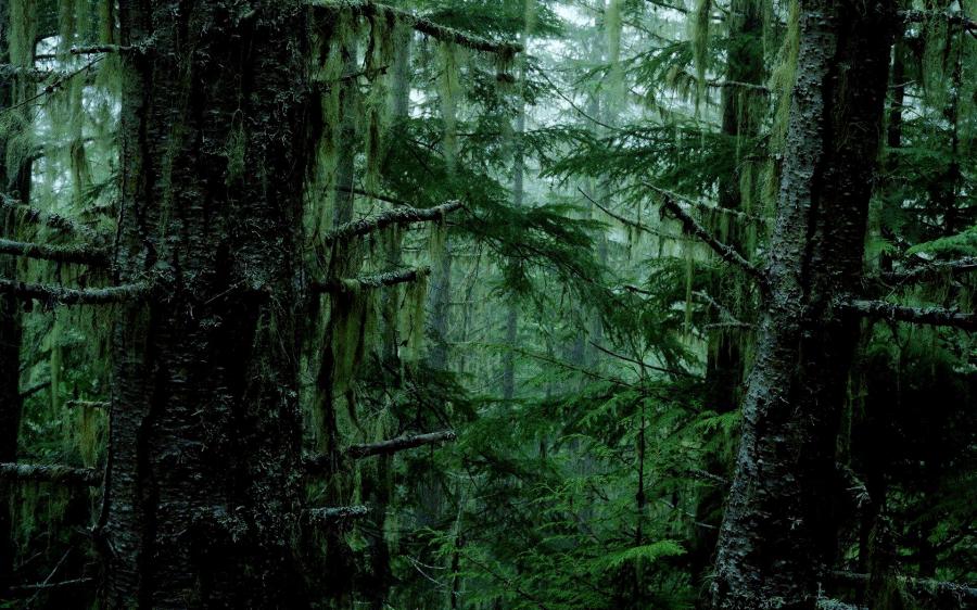 The beautiful nature (38)