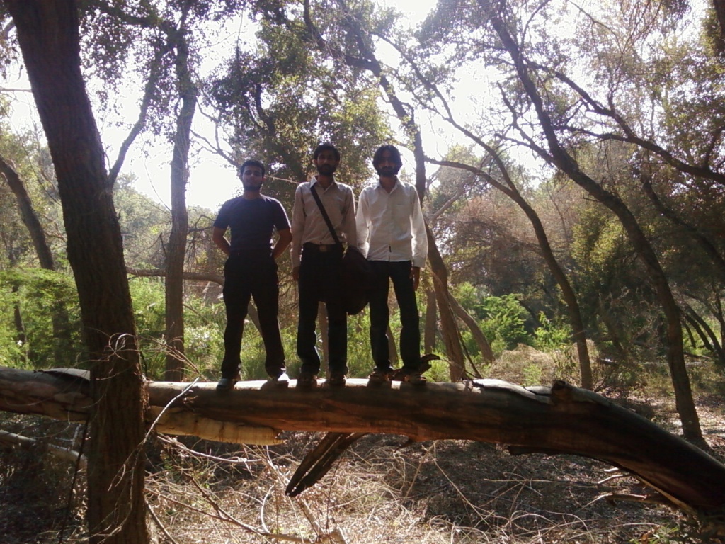 Aik Gira hua Darakhat ...