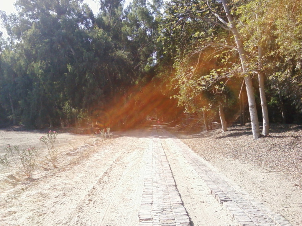 A Scene of Sun light