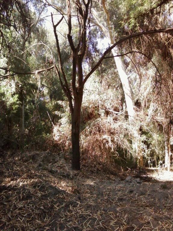 Dry Tree in Lion Safari Park Bahwalpur Pakistan