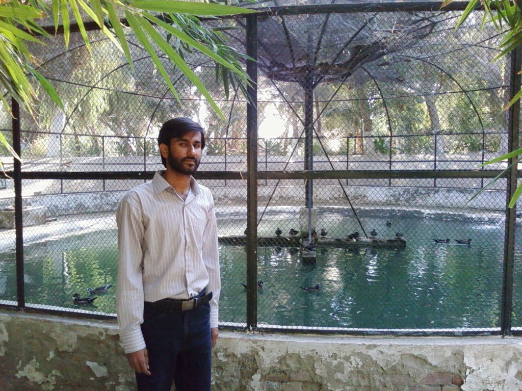 Ducks in whispering hill