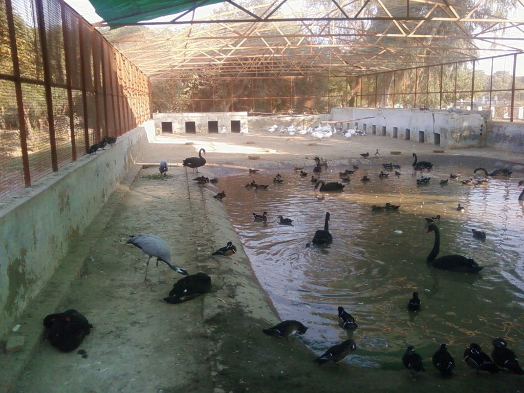 Ducks are swimming in the water