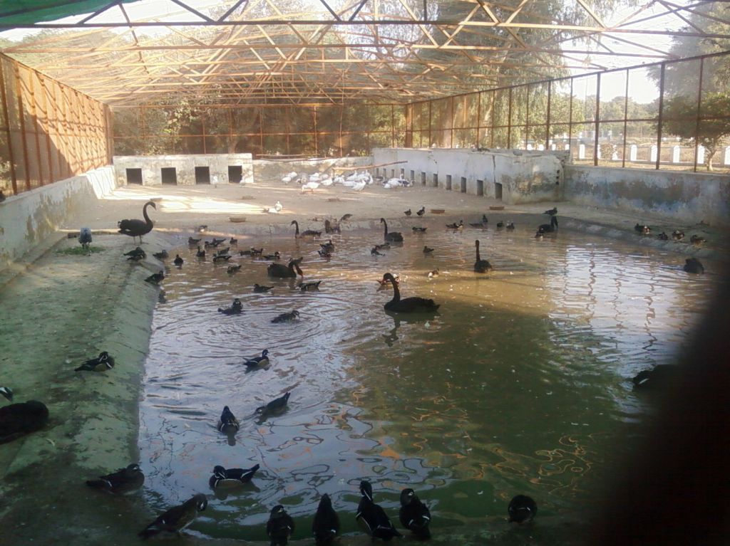 Awesome picture from outside the cage