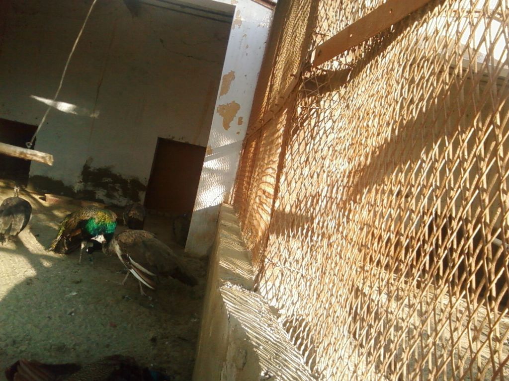 Moor.... National Park Lal Suhanra Bahwal Pur pakistan