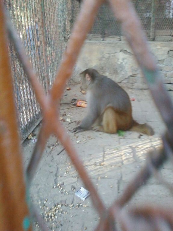 Monkey in the cage at Lal Suhanra Park Bahwalpur Pakistan