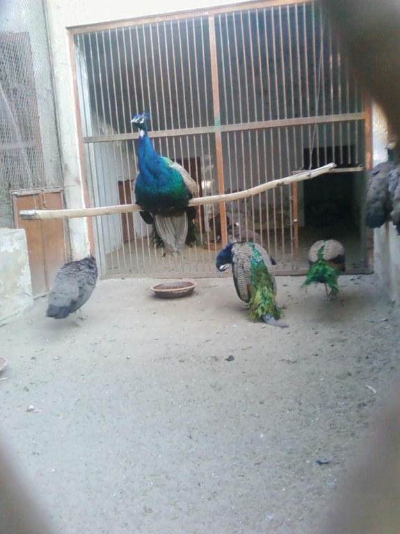 Peacock and Peahens