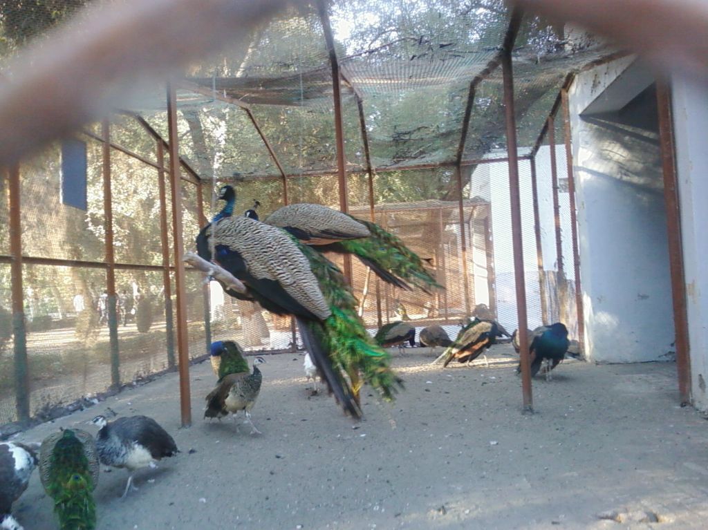 Peacocks. swinging