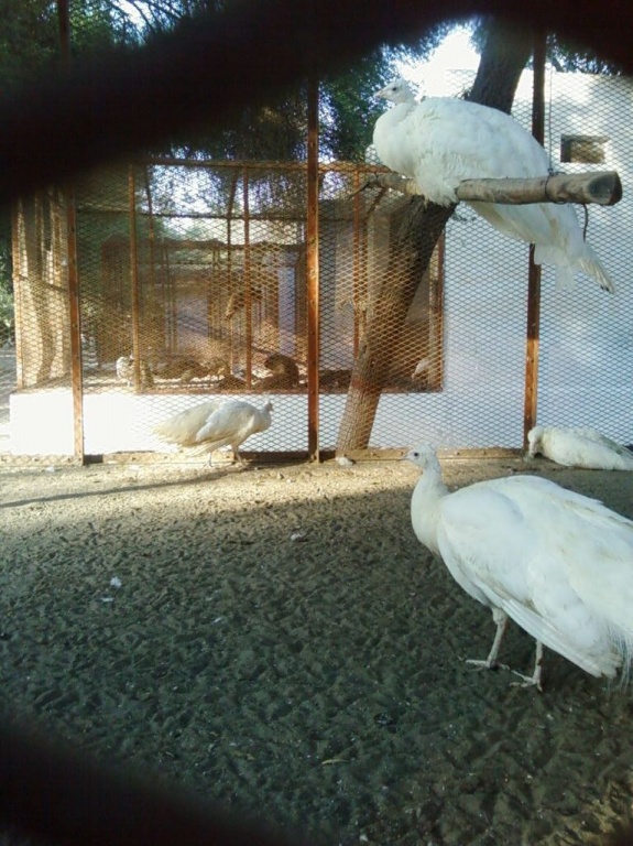 White Peacock in the cage