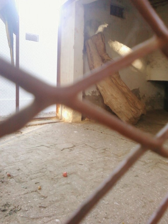 Did you catch the parrot